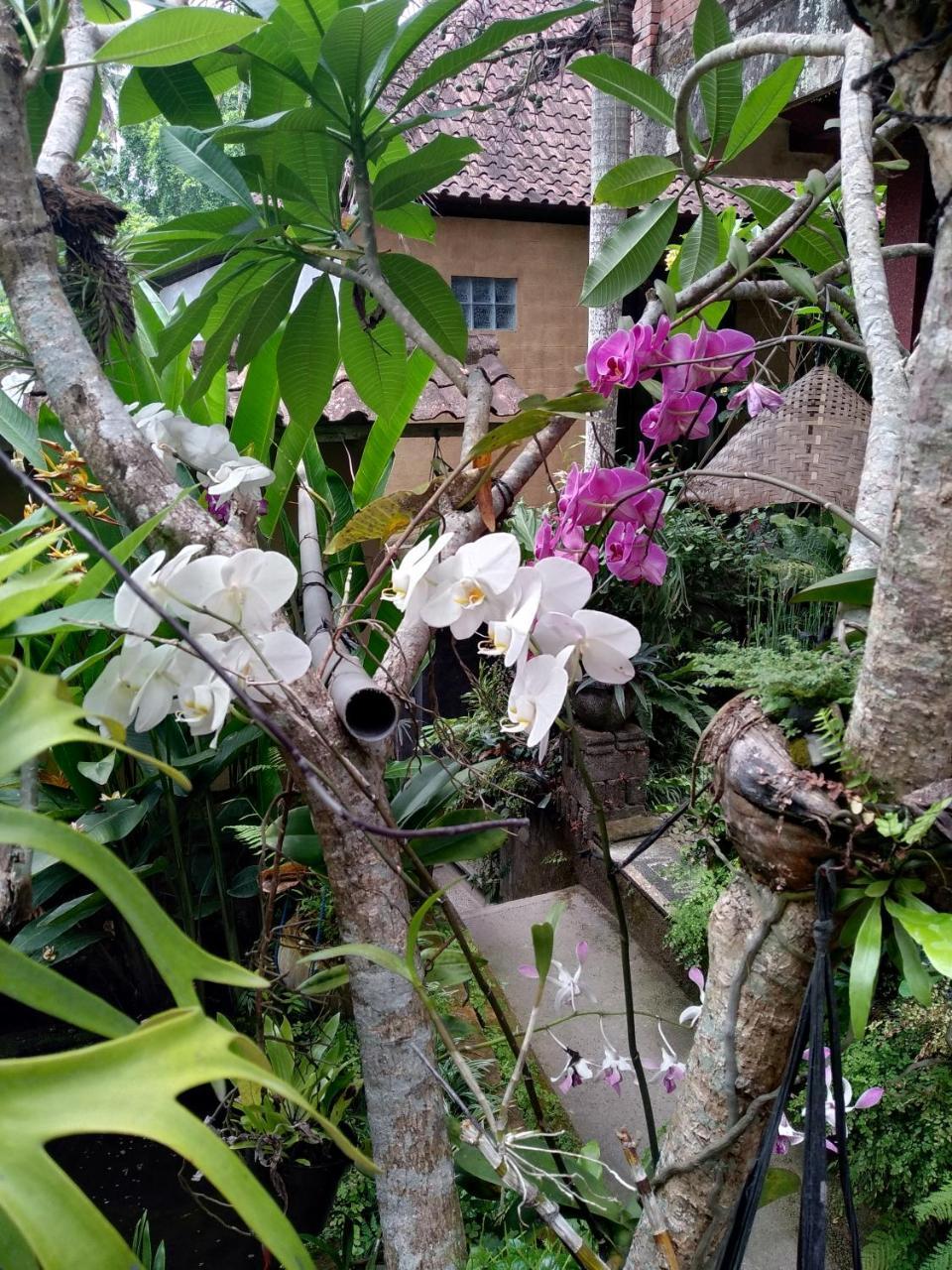 Umah Ubud Guest House Eksteriør bilde